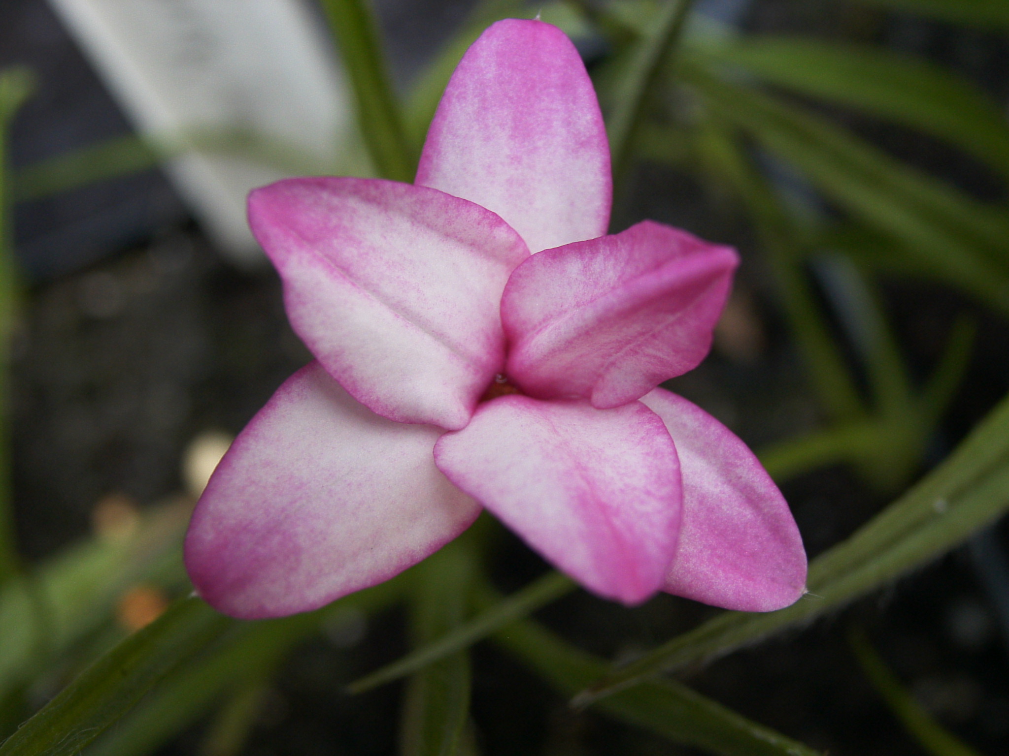 Rhodohypoxis 'Raspberry Ice'